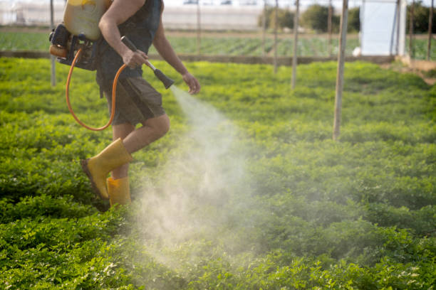 Best Affordable Pest Control Services  in Williston Park, NY