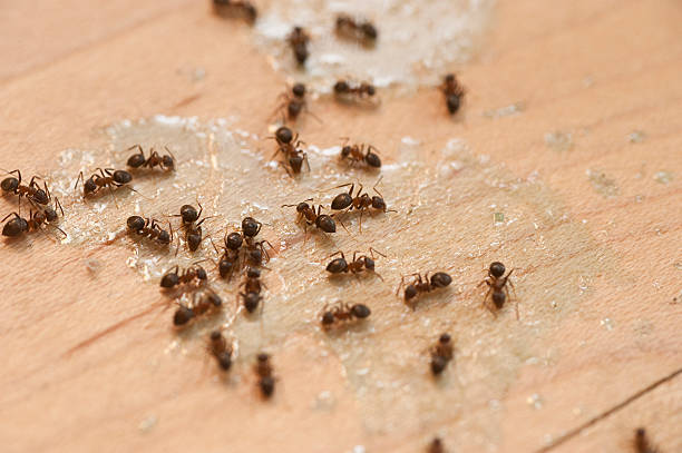 Best Wildlife Control Services  in Williston Park, NY